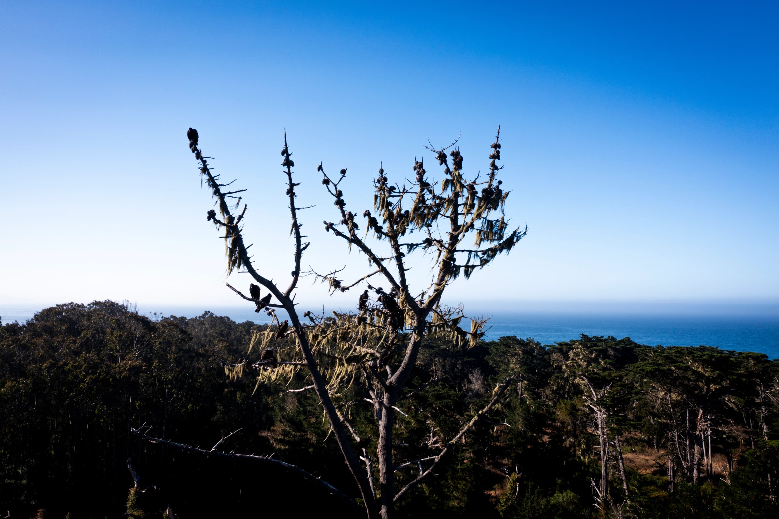 Hgarfield-BigSur24-29